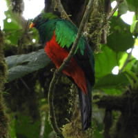 Golden-headed Quetzal